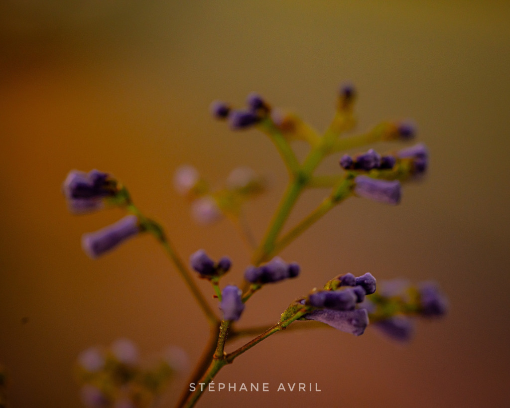 floraison jigsaw puzzle in emilie10 puzzles on TheJigsawPuzzles.com