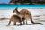 Kangaroos in Cape Le Grand NP, Australia
