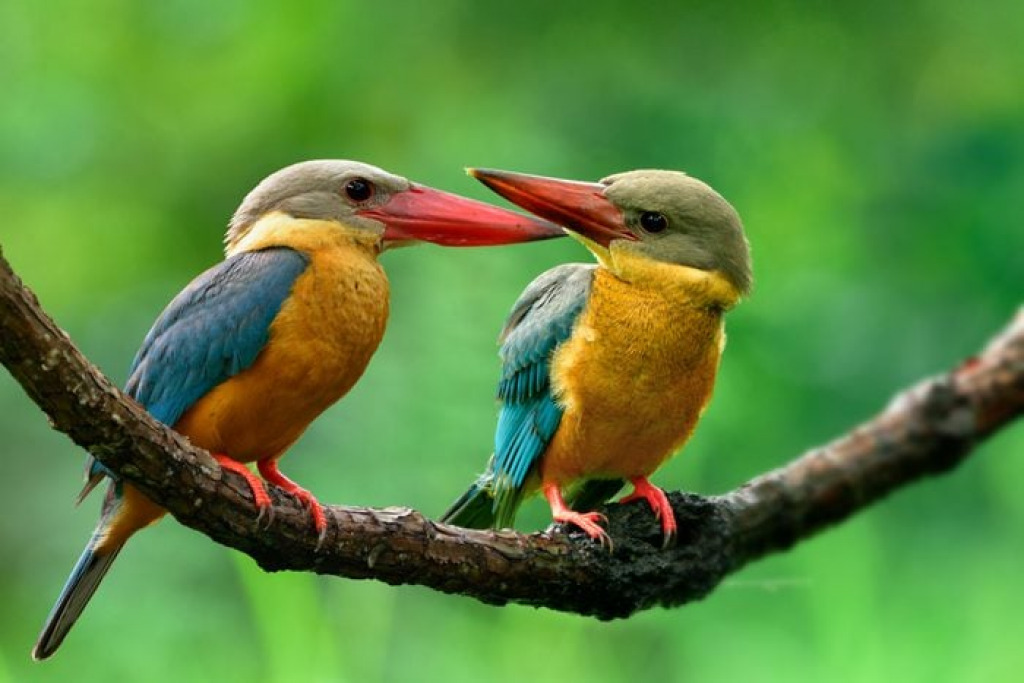 Kingfisher Pair jigsaw puzzle in WENDY KNOLL puzzles on TheJigsawPuzzles.com