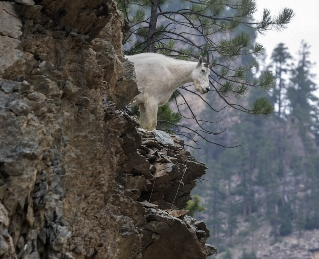 Mountain Goat in Spearfish Canyon jigsaw puzzle in Valerie M Griffin puzzles on TheJigsawPuzzles.com