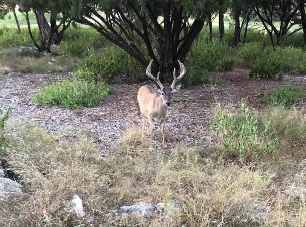 Nice Buck jigsaw puzzle in Valerie M Griffin puzzles on TheJigsawPuzzles.com