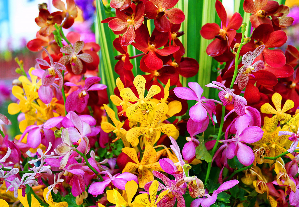 A Bouquet of Orchids in Interior Design jigsaw puzzle in Flowers puzzles on TheJigsawPuzzles.com