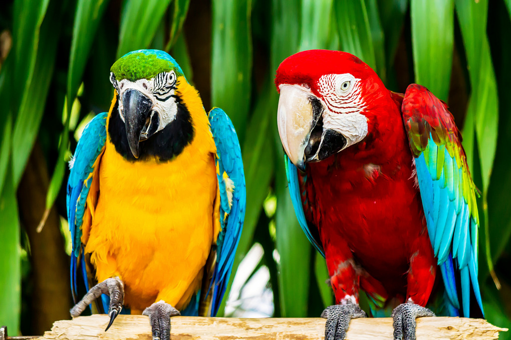 Yellow-Blue and Scarlet Macaw jigsaw puzzle in Animals puzzles on TheJigsawPuzzles.com