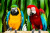 Yellow-Blue and Scarlet Macaw