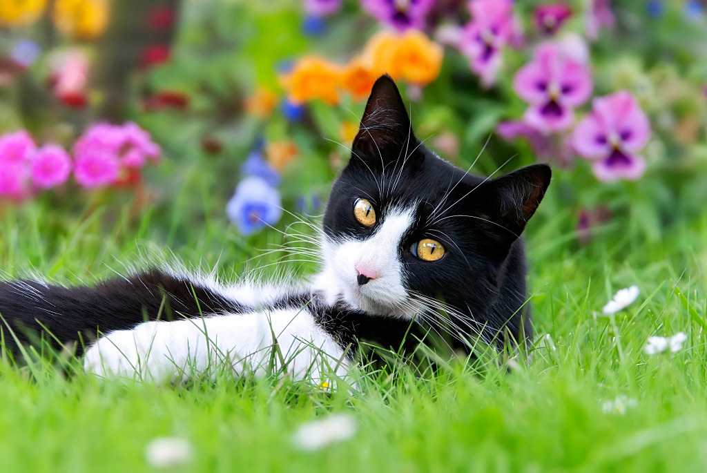 A Cute Tuxedo Cat in a Meadow jigsaw puzzle in Animals puzzles on TheJigsawPuzzles.com