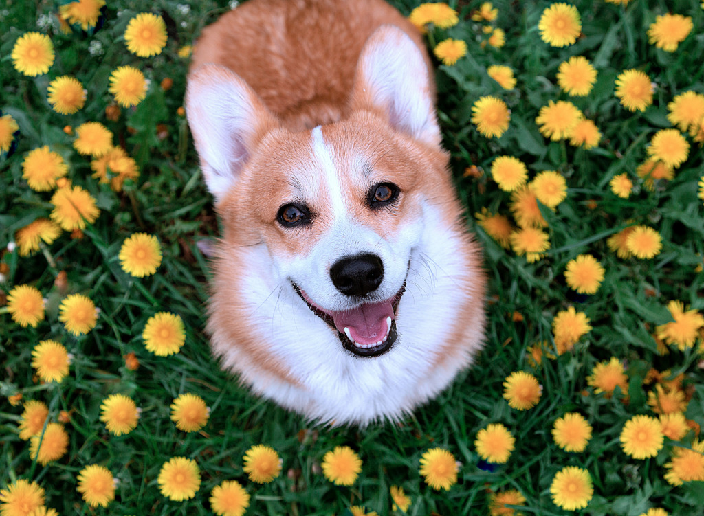 Glücklicher Corgi-Hund sitzt in Löwenzahn jigsaw puzzle in Tiere puzzles on TheJigsawPuzzles.com