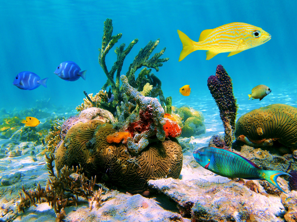 Marine Life in the Caribbean Sea jigsaw puzzle in Under the Sea puzzles on TheJigsawPuzzles.com