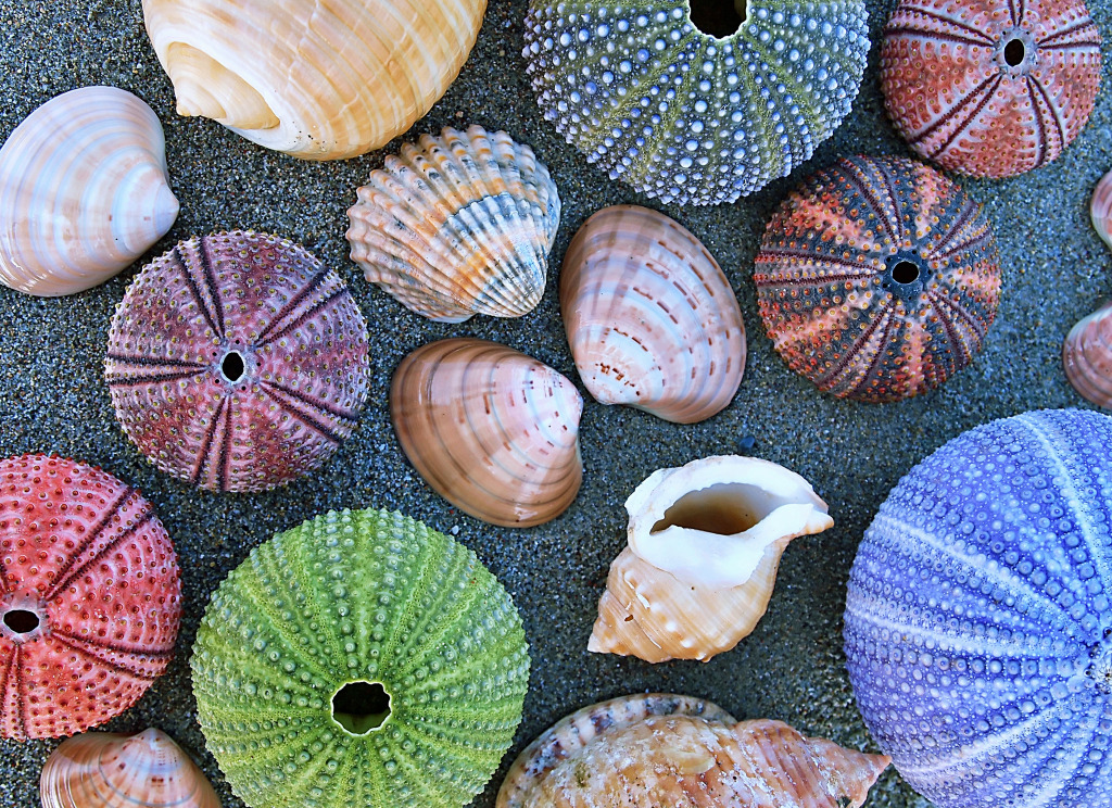 Variety of Sea Shells, Urchins and Clams jigsaw puzzle in Under the Sea puzzles on TheJigsawPuzzles.com