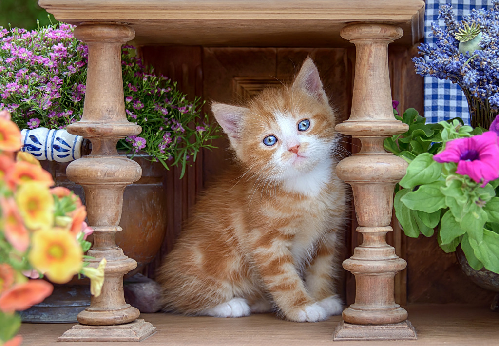 A Cute Kitten in an Antique Wooden Cabinet jigsaw puzzle in Puzzle of the Day puzzles on TheJigsawPuzzles.com