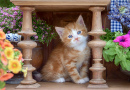 A Cute Kitten in an Antique Wooden Cabinet