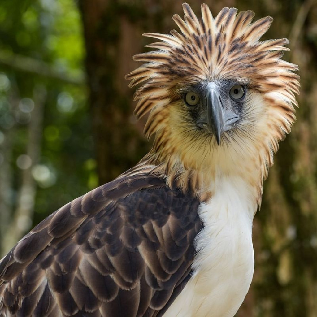 Philippine-Eagle-5 jigsaw puzzle in WENDY KNOLL puzzles on TheJigsawPuzzles.com