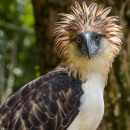 Philippine-Eagle-5