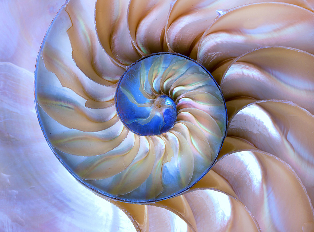 Incroyable motif de Fibonacci dans une coque Nautilus jigsaw puzzle in Fractals puzzles on TheJigsawPuzzles.com