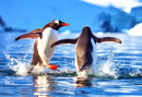 Two Playful Penguins in Antarctica