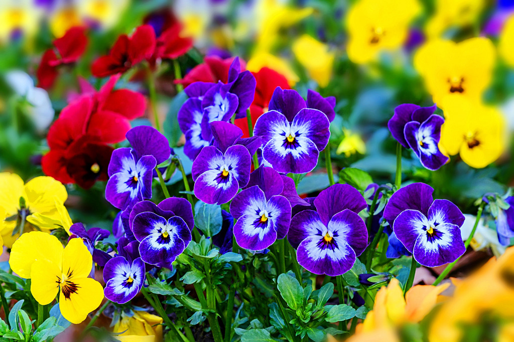 Bratsche Trikolore in Deutschland jigsaw puzzle in Blumen puzzles on TheJigsawPuzzles.com