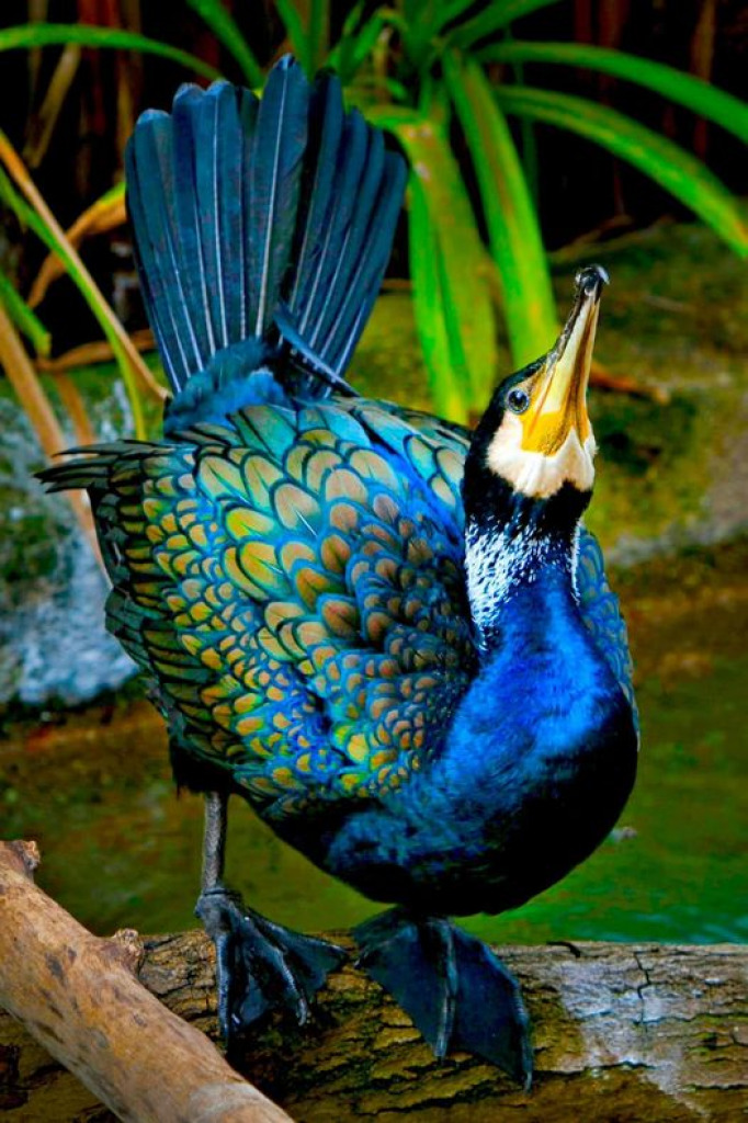 Blue Cormorant from New Zealand jigsaw puzzle in Carolyn Wright puzzles on TheJigsawPuzzles.com