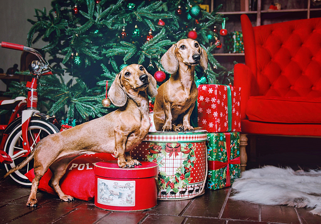 Bezaubernde Dackel jigsaw puzzle in Tiere puzzles on TheJigsawPuzzles.com