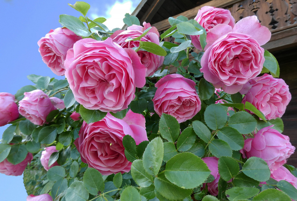 Um Sonho Floral no Jardim do Vizinho jigsaw puzzle in Flores puzzles on TheJigsawPuzzles.com