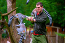 A Zookeeper Feeds Ring-Tailed Lemurs, Jihlava