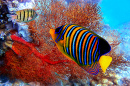 Royal Angelfish