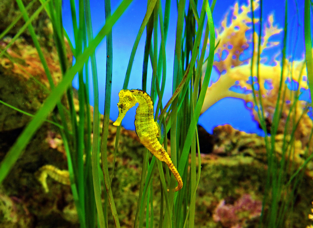 Seepferdchen-Marine jigsaw puzzle in Unter dem Meer puzzles on TheJigsawPuzzles.com