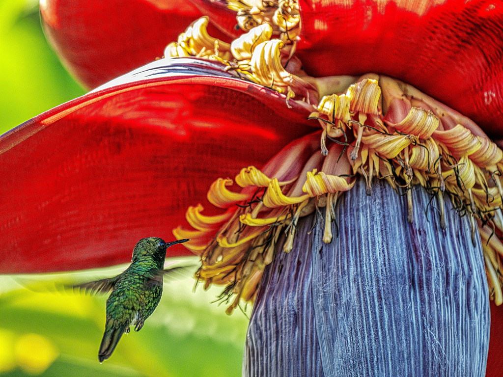 Un nectar suceur d’émeraude à queue courte jigsaw puzzle in Macrophotographie puzzles on TheJigsawPuzzles.com