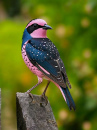 Pink Breadted Lark