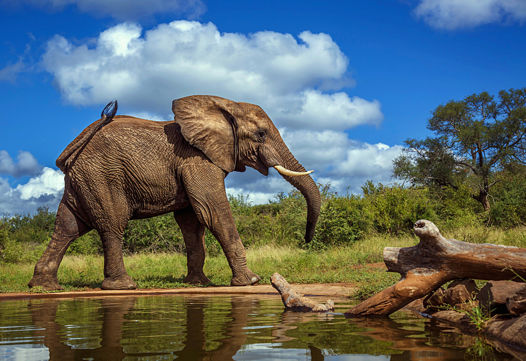 Elephant In Kruger National Park jigsaw puzzle in Animals puzzles on TheJigsawPuzzles.com