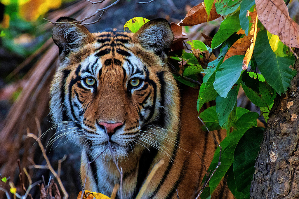A Majestic Female Royal Bengal Tigress jigsaw puzzle in Animals puzzles on TheJigsawPuzzles.com