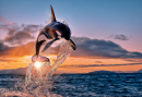 Orca at Sunset