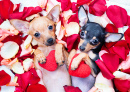Toy Terrier Puppies in Rose Petals