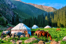 Kyrgyz Yurts, Altyn Arashan Valley