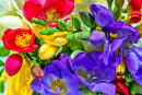 Vibrant Freesia Flowers