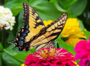 An Eastern Tiger Swallowtail on a Zinnia Flower