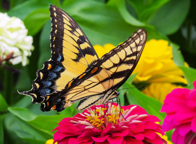 An Eastern Tiger Swallowtail on a Zinnia Flower