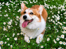 Bright Red Corgi Dog on the Field
