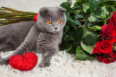 The British Cat and a Lot of Red Roses