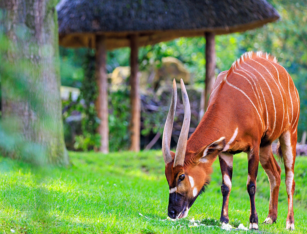 Mountain Bongo jigsaw puzzle in Animals puzzles on TheJigsawPuzzles.com