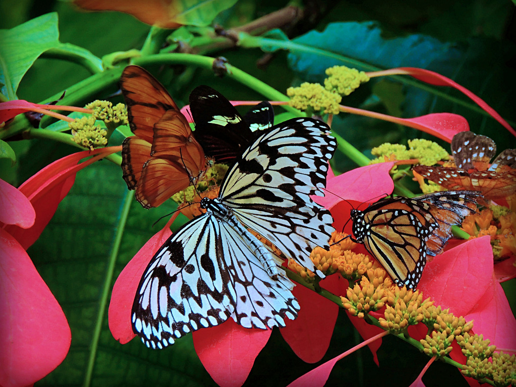 A Tropical Butterfly House jigsaw puzzle in Puzzle of the Day puzzles on TheJigsawPuzzles.com