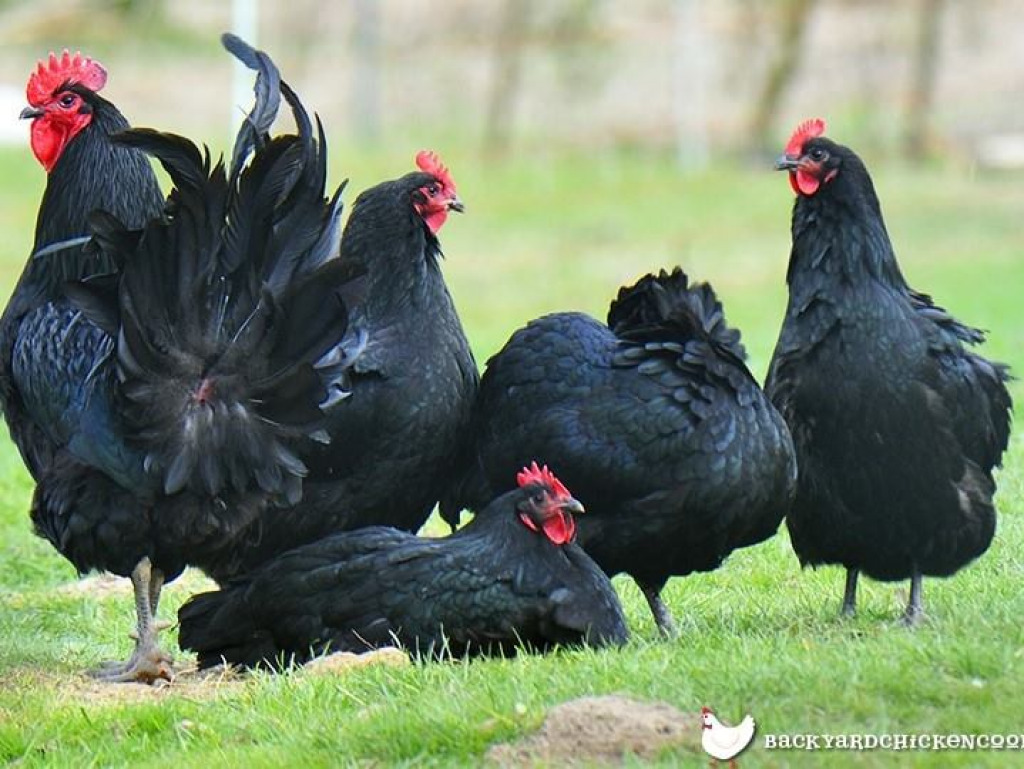 2 jigsaw puzzle in harold wilson puzzles on TheJigsawPuzzles.com