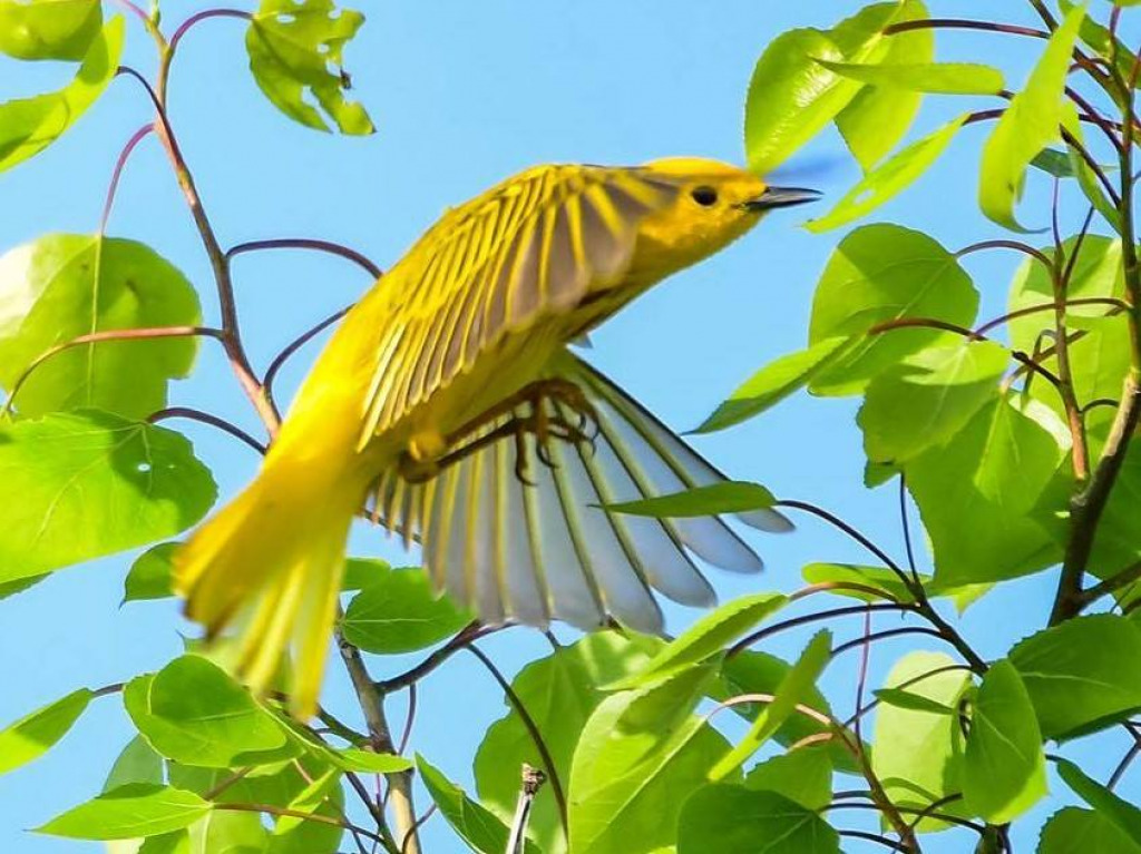 4 jigsaw puzzle in harold wilson puzzles on TheJigsawPuzzles.com