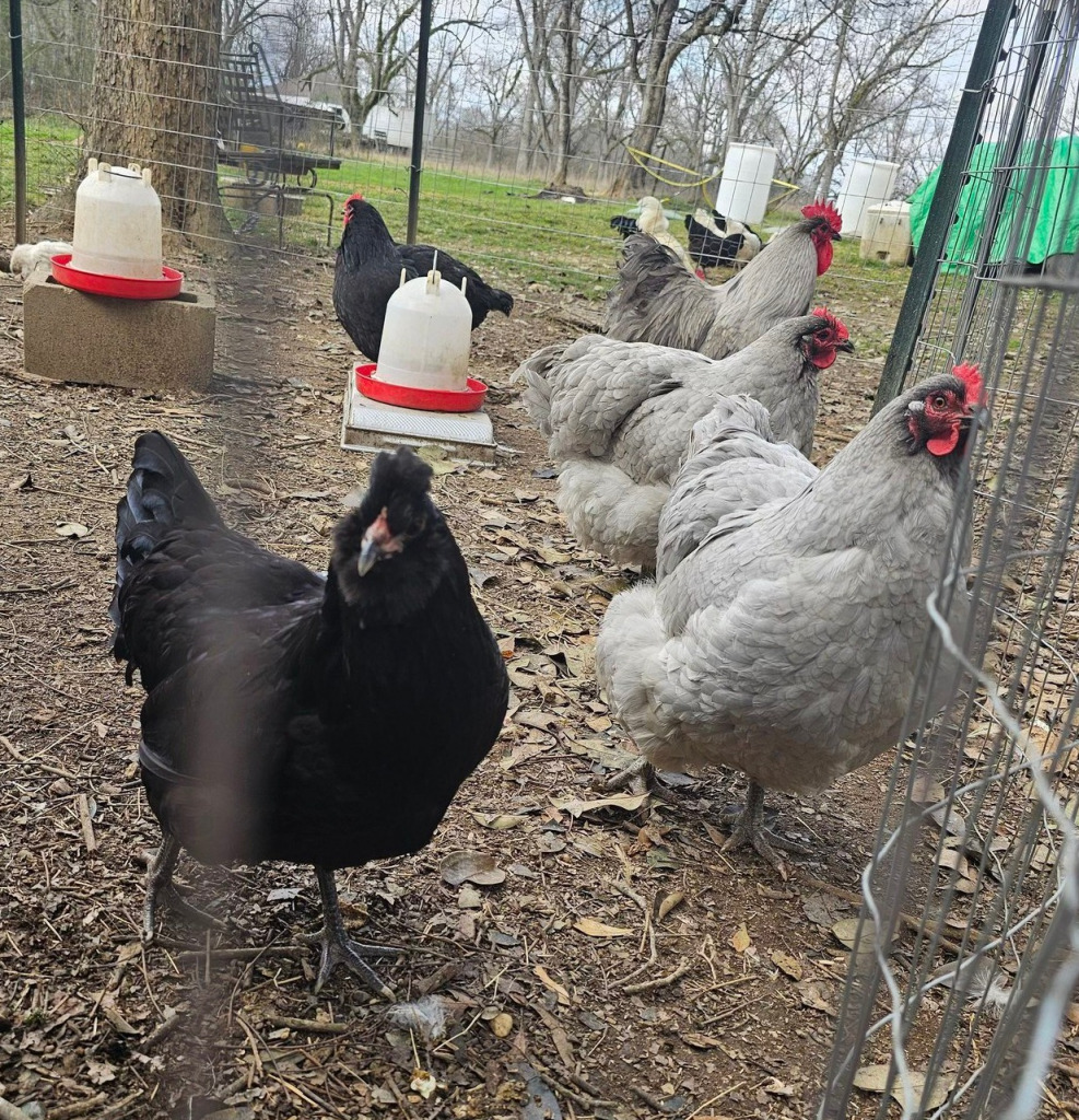 2 jigsaw puzzle in harold wilson puzzles on TheJigsawPuzzles.com