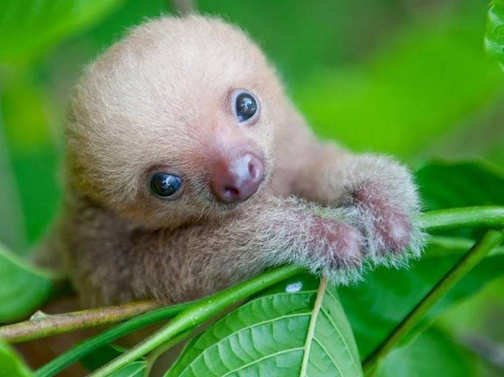 4 jigsaw puzzle in harold wilson puzzles on TheJigsawPuzzles.com