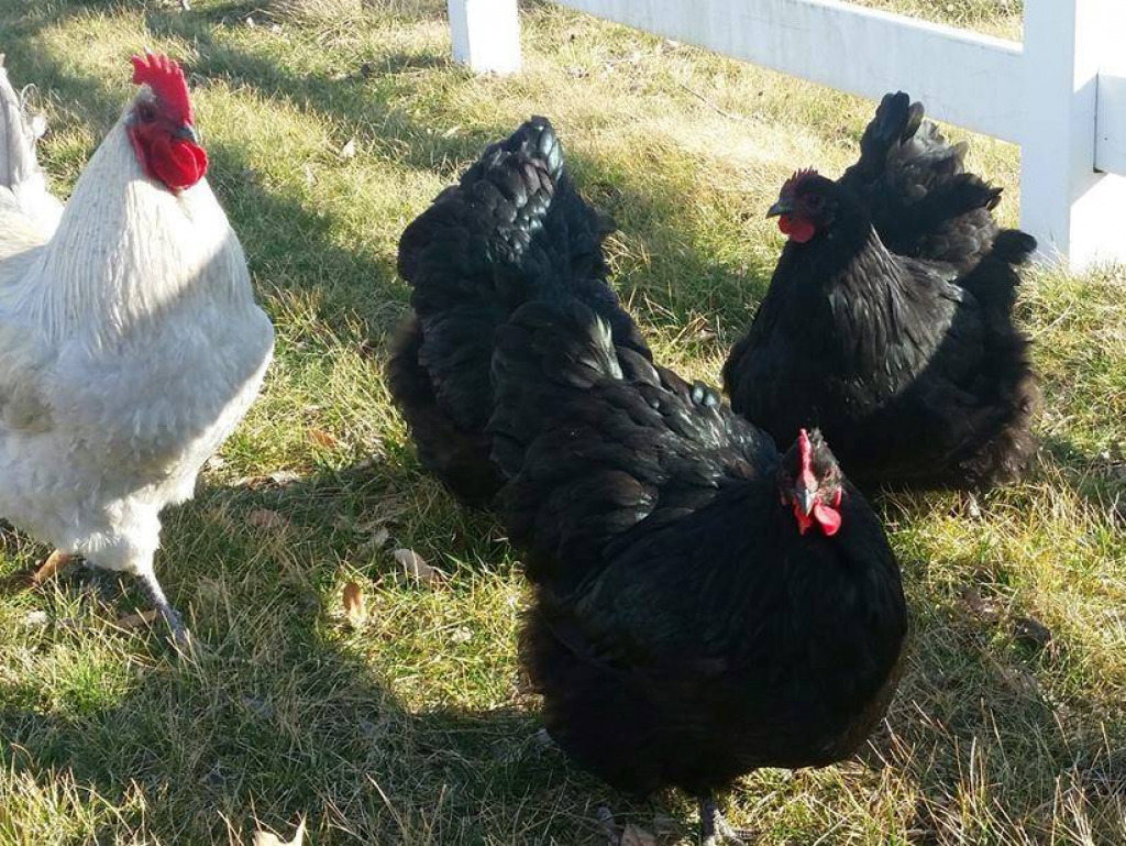 2 jigsaw puzzle in harold wilson puzzles on TheJigsawPuzzles.com