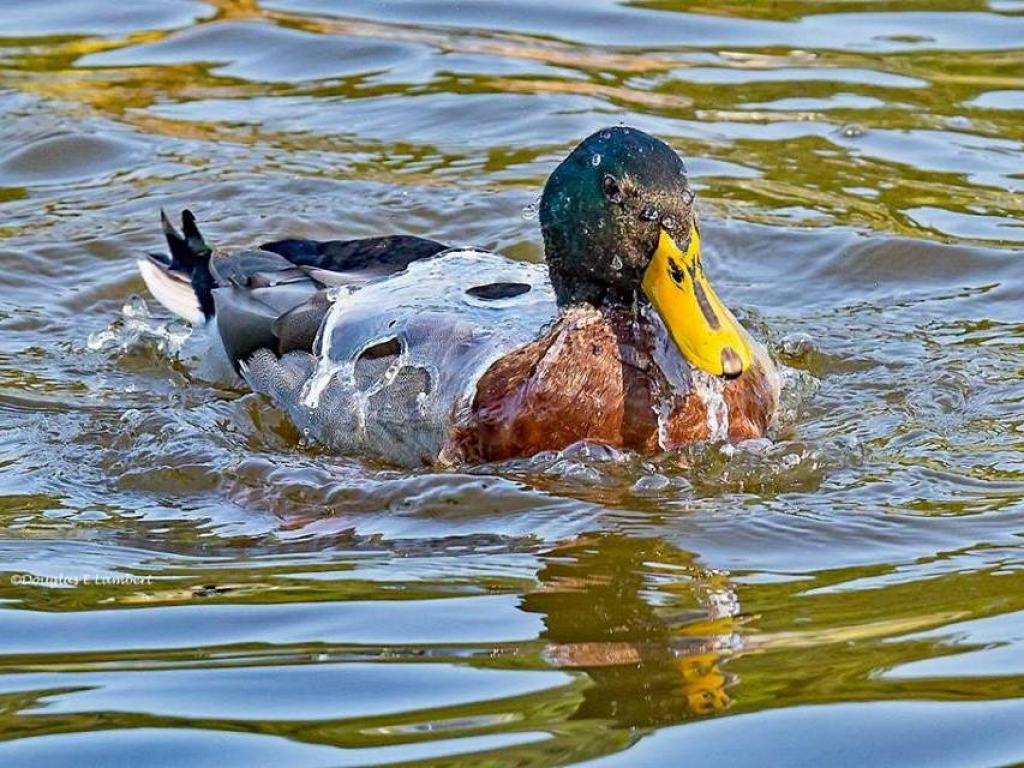 3 jigsaw puzzle in harold wilson puzzles on TheJigsawPuzzles.com