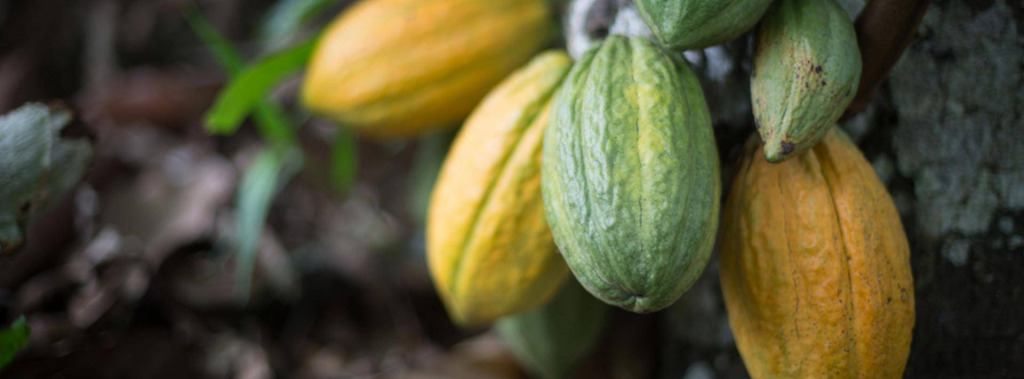 VH-history-cocoa-tree jigsaw puzzle in emilie10 puzzles on TheJigsawPuzzles.com