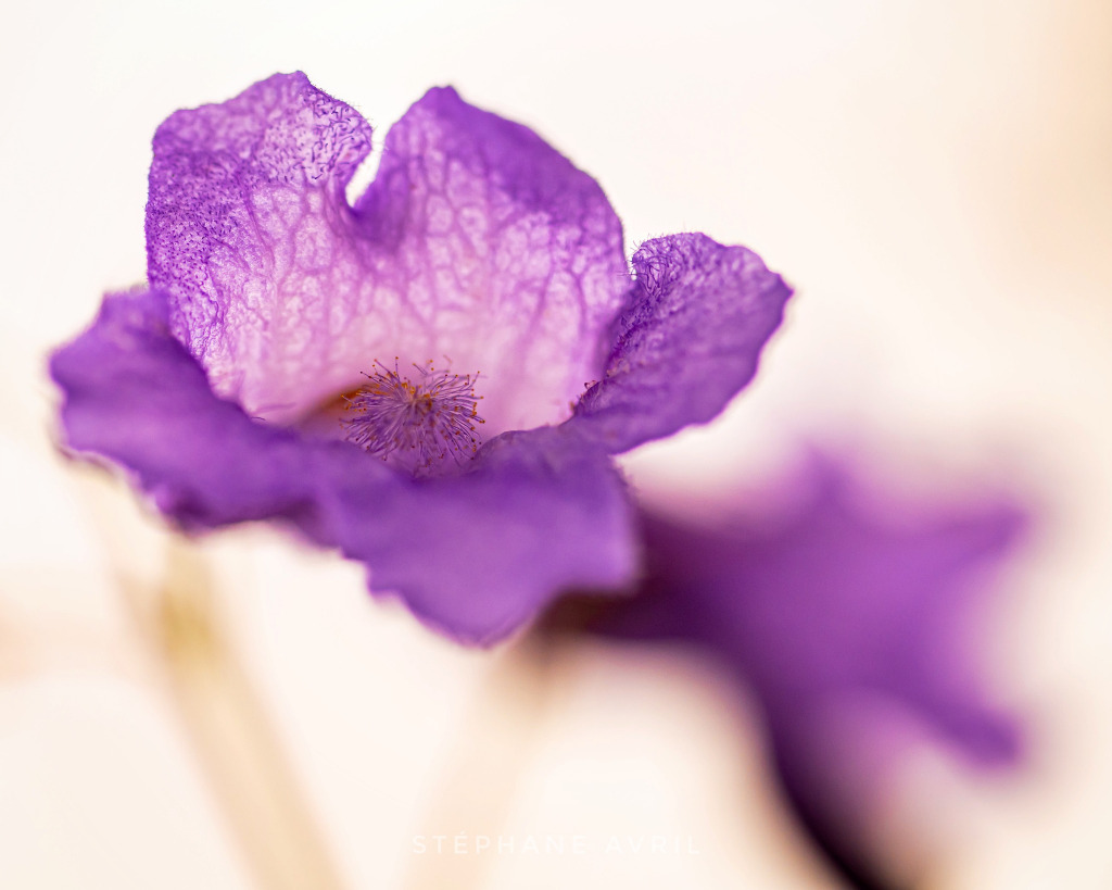 577801709_10164243741081757_4914152913928807214_n jigsaw puzzle in emilie10 puzzles on TheJigsawPuzzles.com