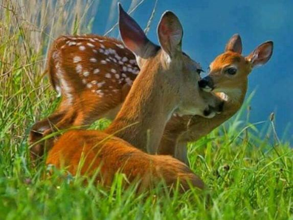 3 jigsaw puzzle in harold wilson puzzles on TheJigsawPuzzles.com