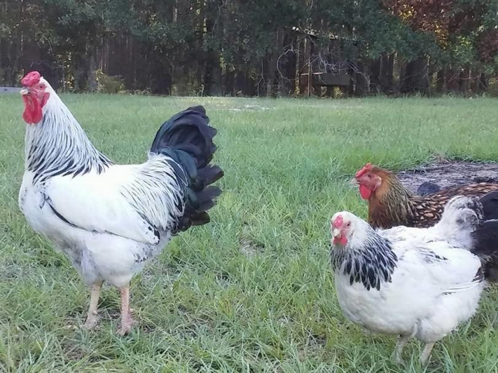 2 jigsaw puzzle in harold wilson puzzles on TheJigsawPuzzles.com