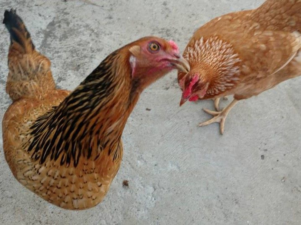 2 jigsaw puzzle in harold wilson puzzles on TheJigsawPuzzles.com